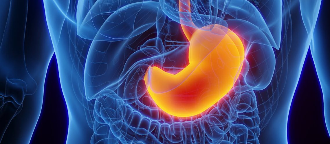 Digestion : combien de temps faut-il pour que l’estomac se vide ?